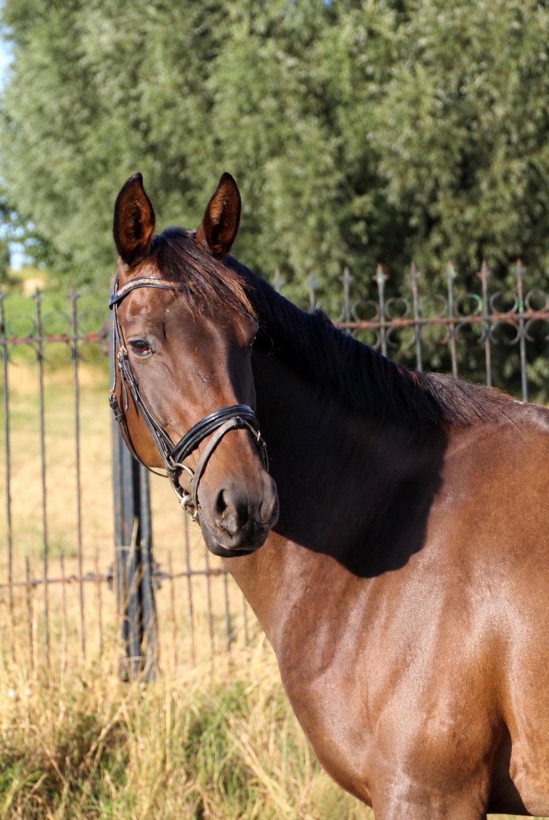 Allerliefste GOEDGEKEURDE allround merrie te koop, Cheval de dressage, 11 ans ou plus, Avec pedigree, M