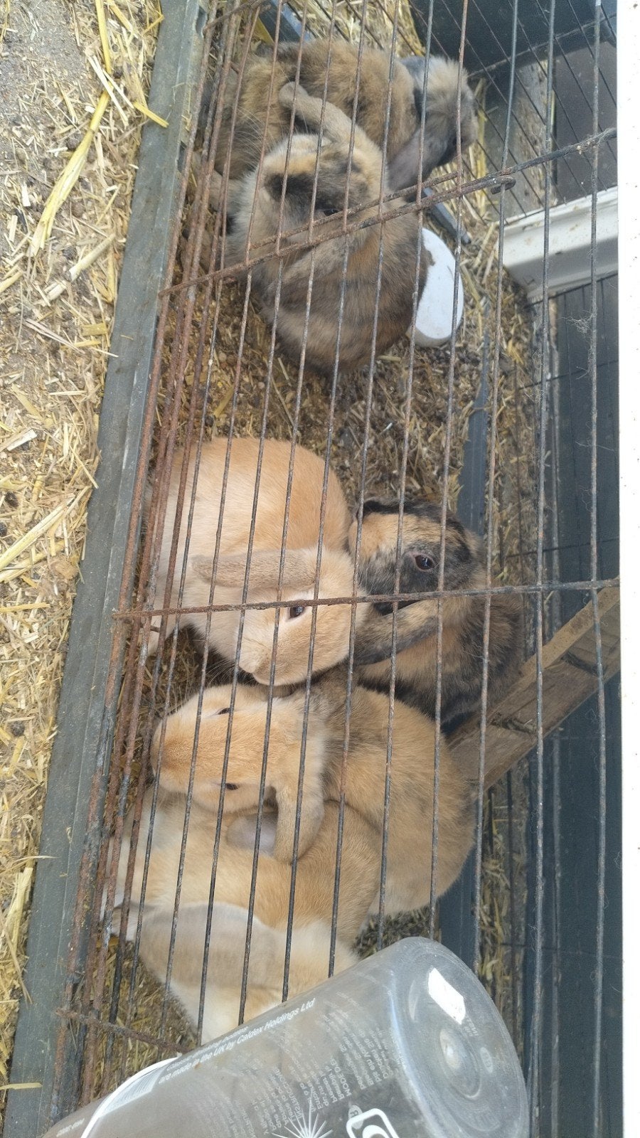 dwerg konijntjes te koop, Dieren en Toebehoren, Dwerg