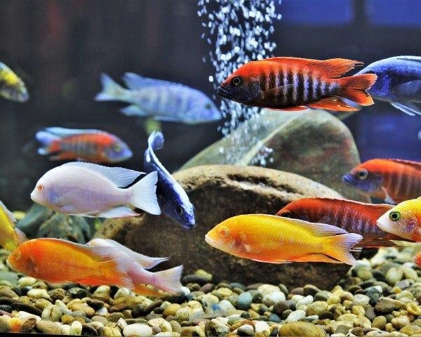 Recherche poisson cichlidés du Malawi - GRATUIT, Poisson, Poisson d'eau douce, Banc de poissons