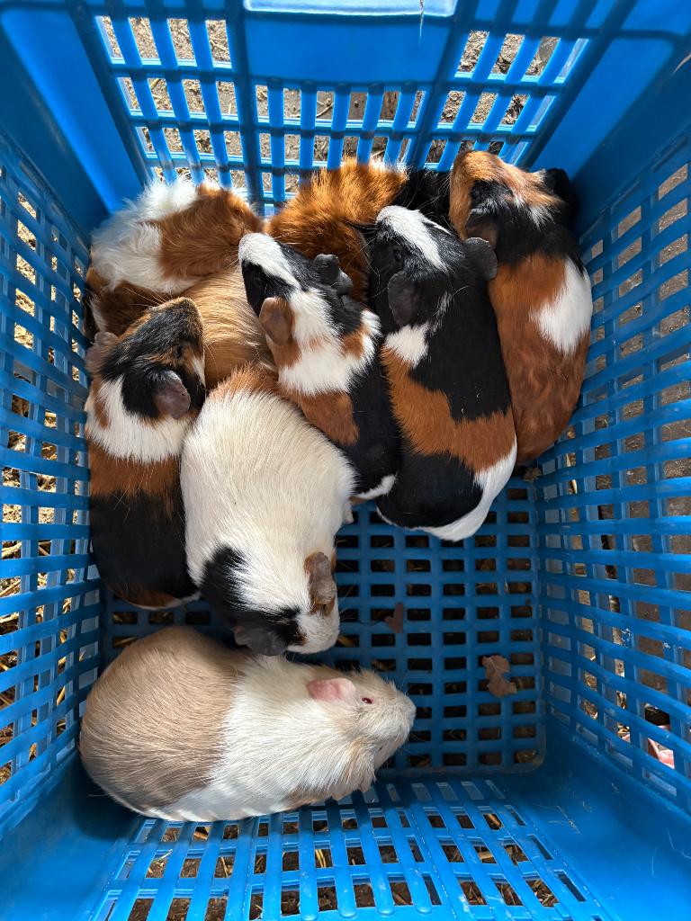 Kortharige cavia’s, Oktober, Cavia