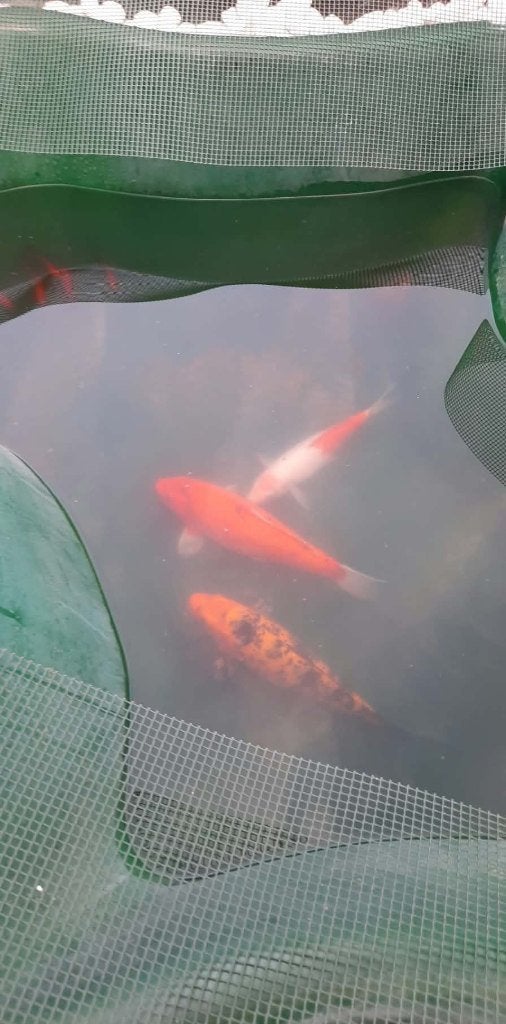 vogels, Dieren en Toebehoren