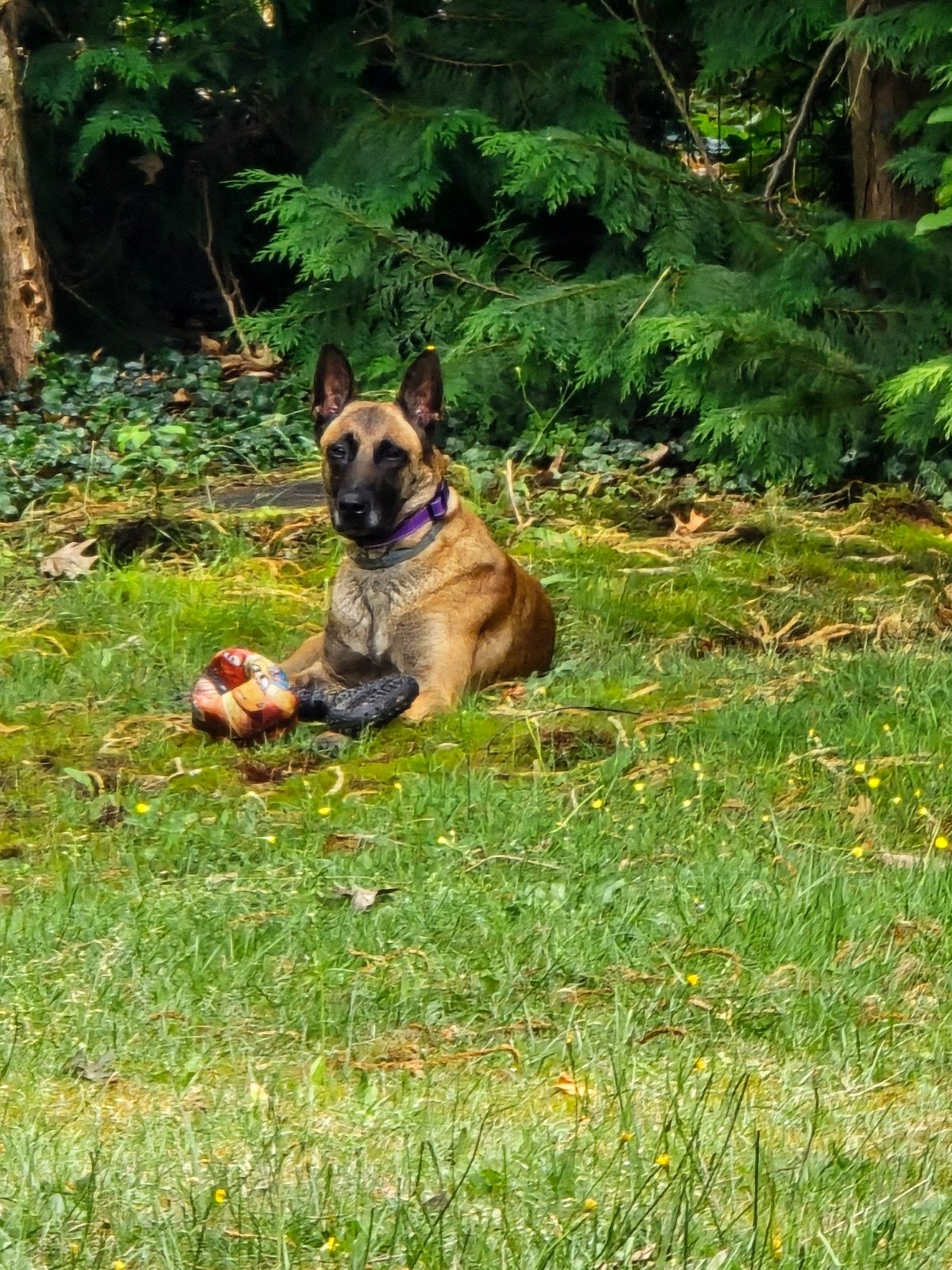 Malinois - Malinois, 3 à 5 ans, Particulier, Un chien, Belgique