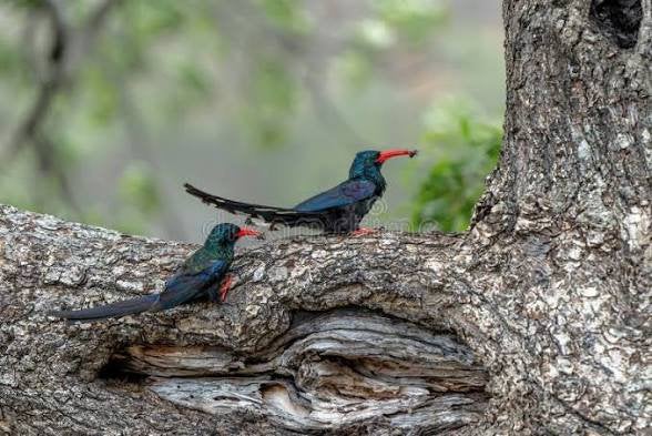 Couple Huppe Fascié ( Phoeniculus purpureus) Senegalais, Animaux & Accessoires