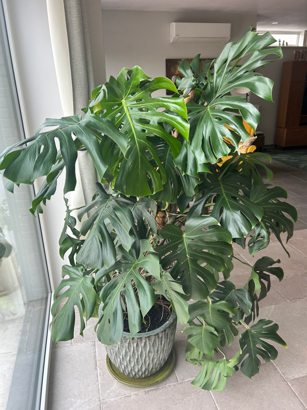 Monstera deliciosa, Enlèvement, En pot