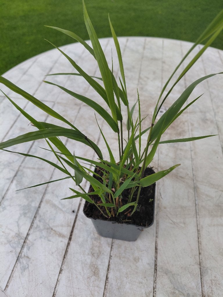 Hakonechloa Macra, Tuin en Terras, Ophalen, Halfschaduw