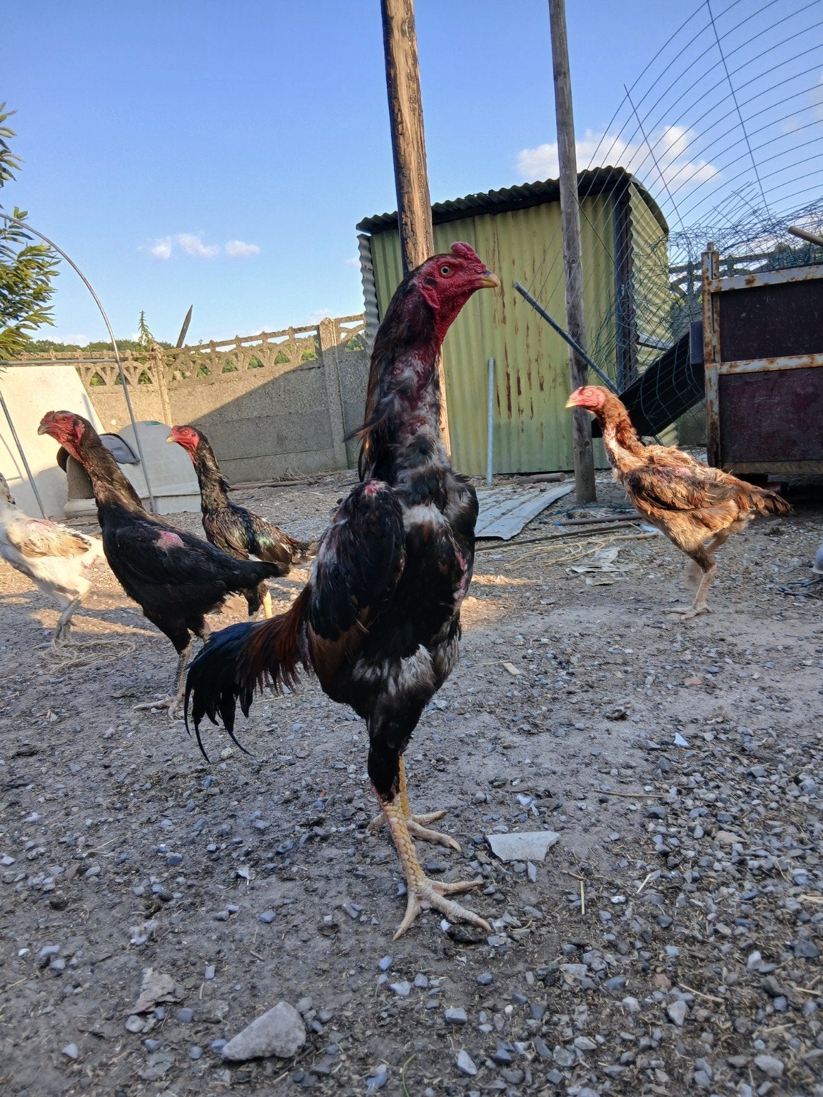 Shamo Super Cock, Animaux & Accessoires, Volatiles