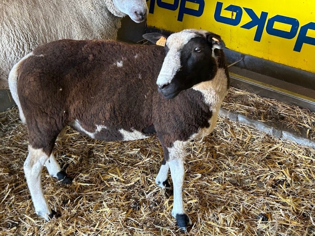 Dekbok, Mâle, Mouton, 0 à 2 ans