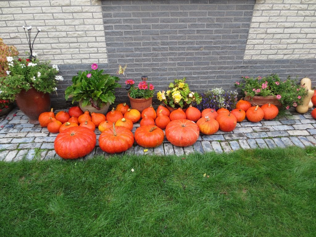 pompoenen, Diversen, Ophalen