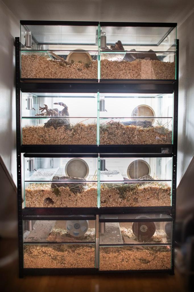 Hamsterflat kopen – 8 gerbilariums in 1 stelling, Dieren en Toebehoren, Knaagdieren en Konijnen | Hokken en Kooien, Nieuw, Hok