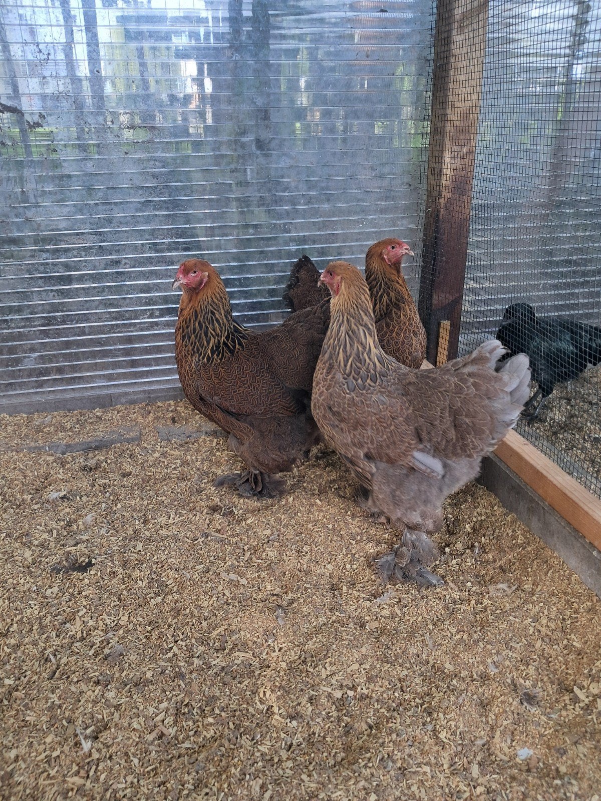 Brahma hennen, Dieren en Toebehoren, Vrouwelijk, Kip