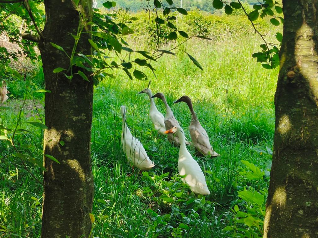 Broedeieren van mooie loopeenden, Dieren en Toebehoren