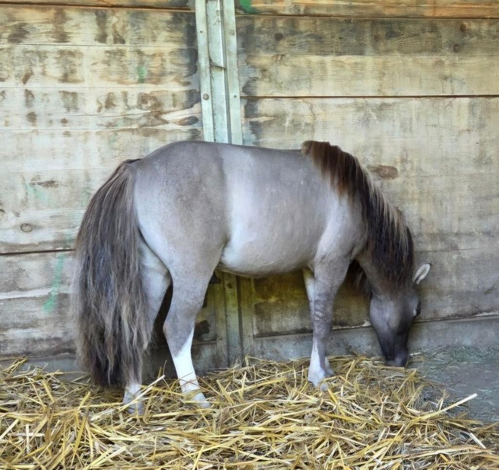 Unieke jaarling shetlander, Dieren en Toebehoren, Hengst, A pony (tot 1.17m), Met stamboom, 0 tot 2 jaar
