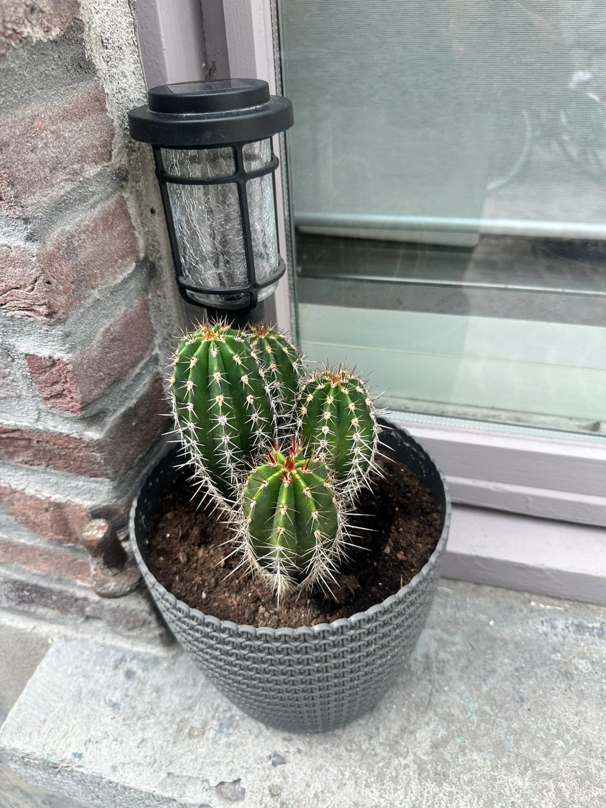 2 Plant, Tuin en Terras, Planten | Bomen, Ophalen