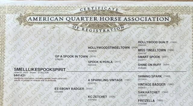 quarter horse hengsten veulen, Animaux & Accessoires, Chevaux, Étalon, Cheval western, Avec pedigree, 0 à 2 ans