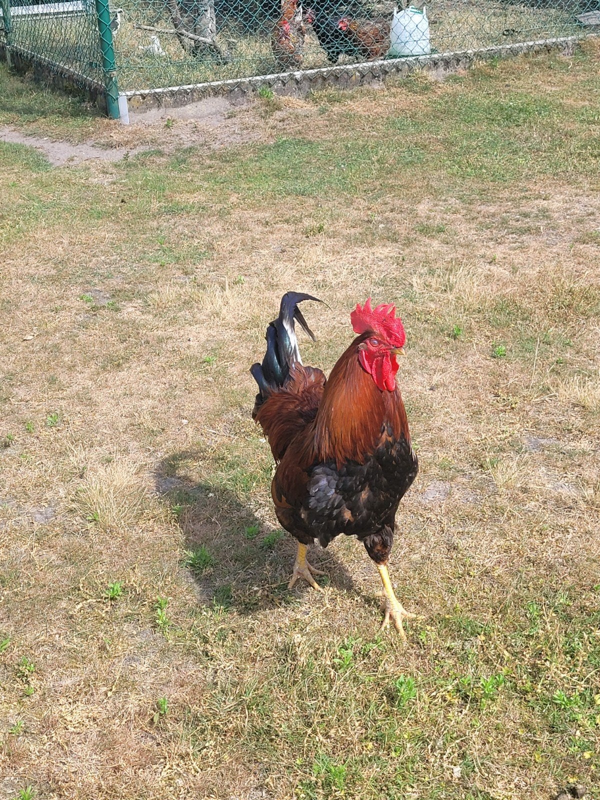 Haan, Dieren en Toebehoren