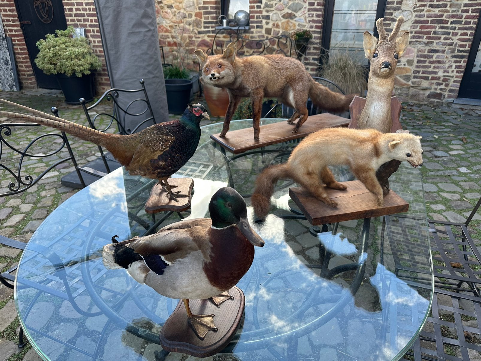 Lot d’animaux naturalisés. Antiquités Déco Chalet Collection, Enlèvement