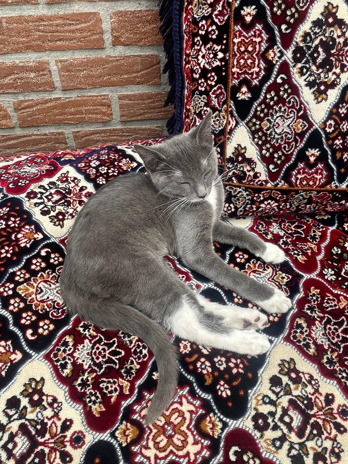 ., Dieren en Toebehoren, Ophalen of Verzenden, Kat