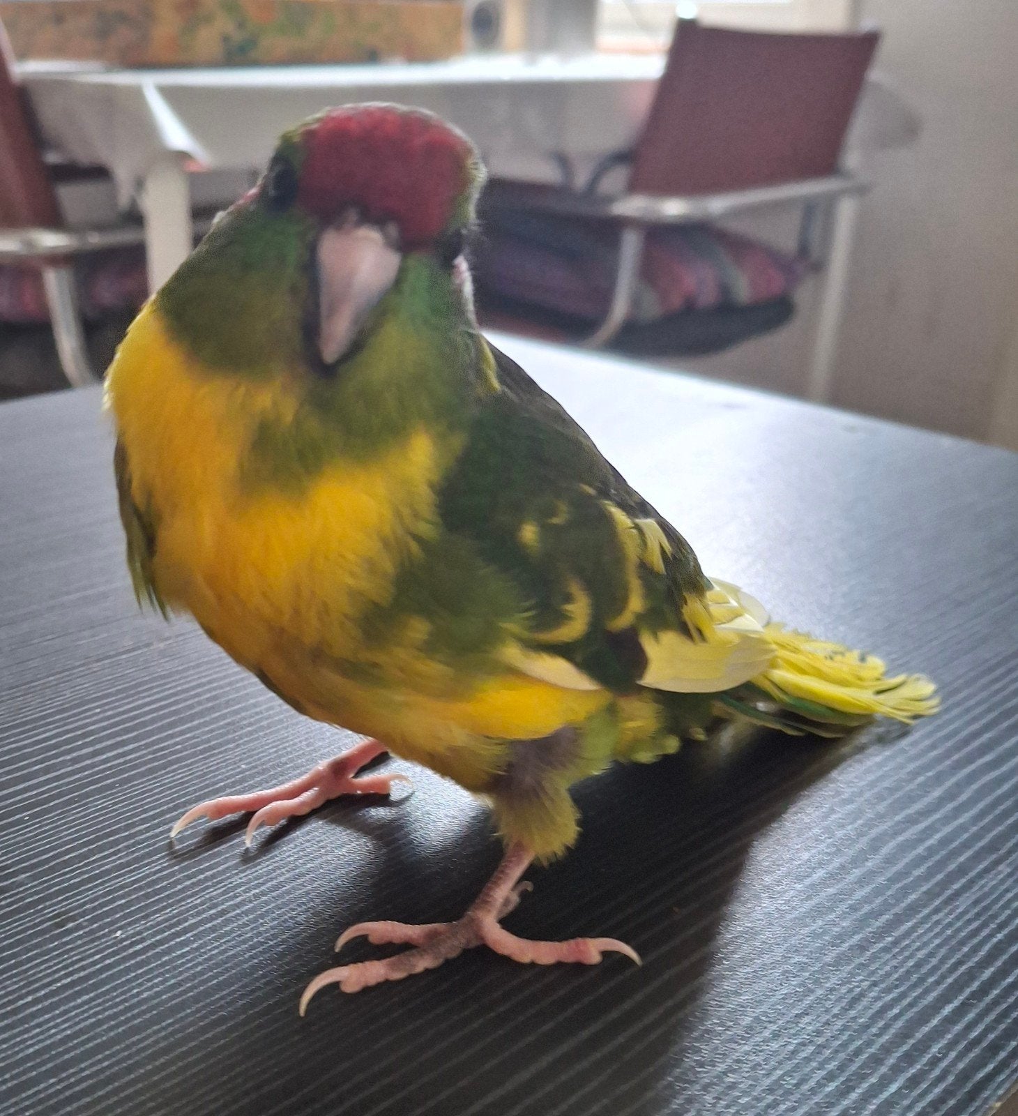 karakiri ze zijn tam Aalter, Dieren en Toebehoren, Tam