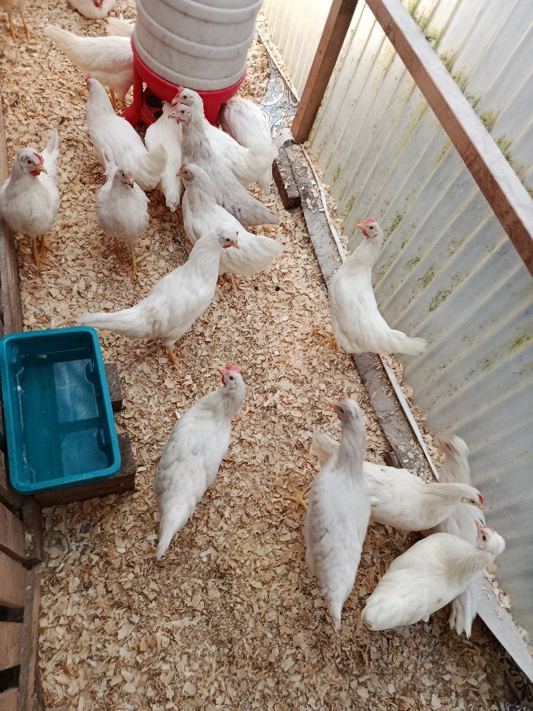 crème legbar azur et olive les moins chers de Belgique, Femelle, Poule ou poulet