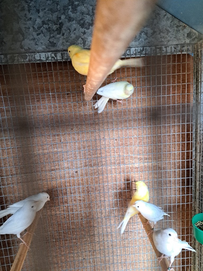 Kanaries en diamtduifjes te koop, Dieren en Toebehoren, Vogels | Kanaries