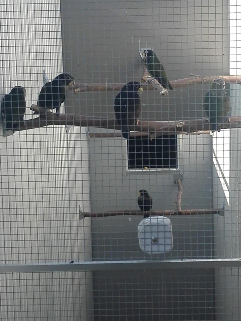 3 Pionus Bronsvleugel-papegaaien voor 325 euro....., Mannelijk, Papegaai