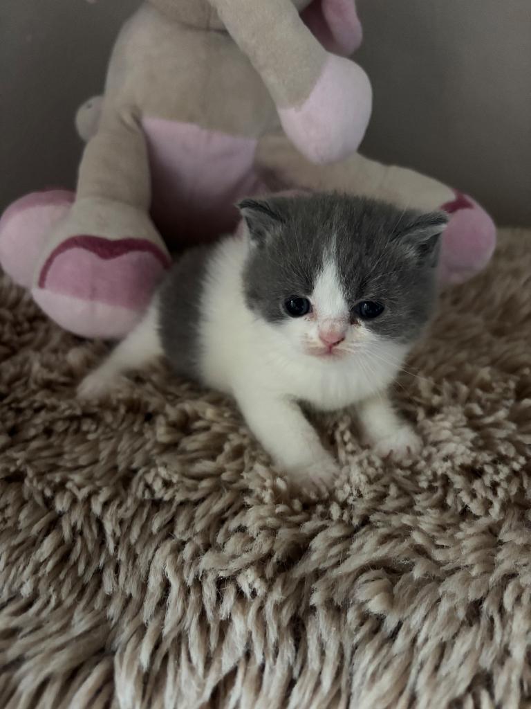 Brits korthaar kittens ️, Meerdere dieren, Gechipt, 0 tot 2 jaar