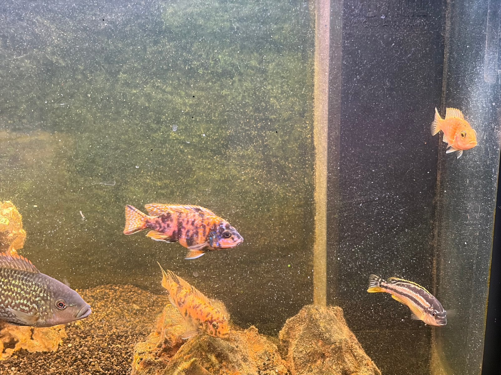 Vis, Dieren en Toebehoren, Vissen | Aquariumvissen, Vis