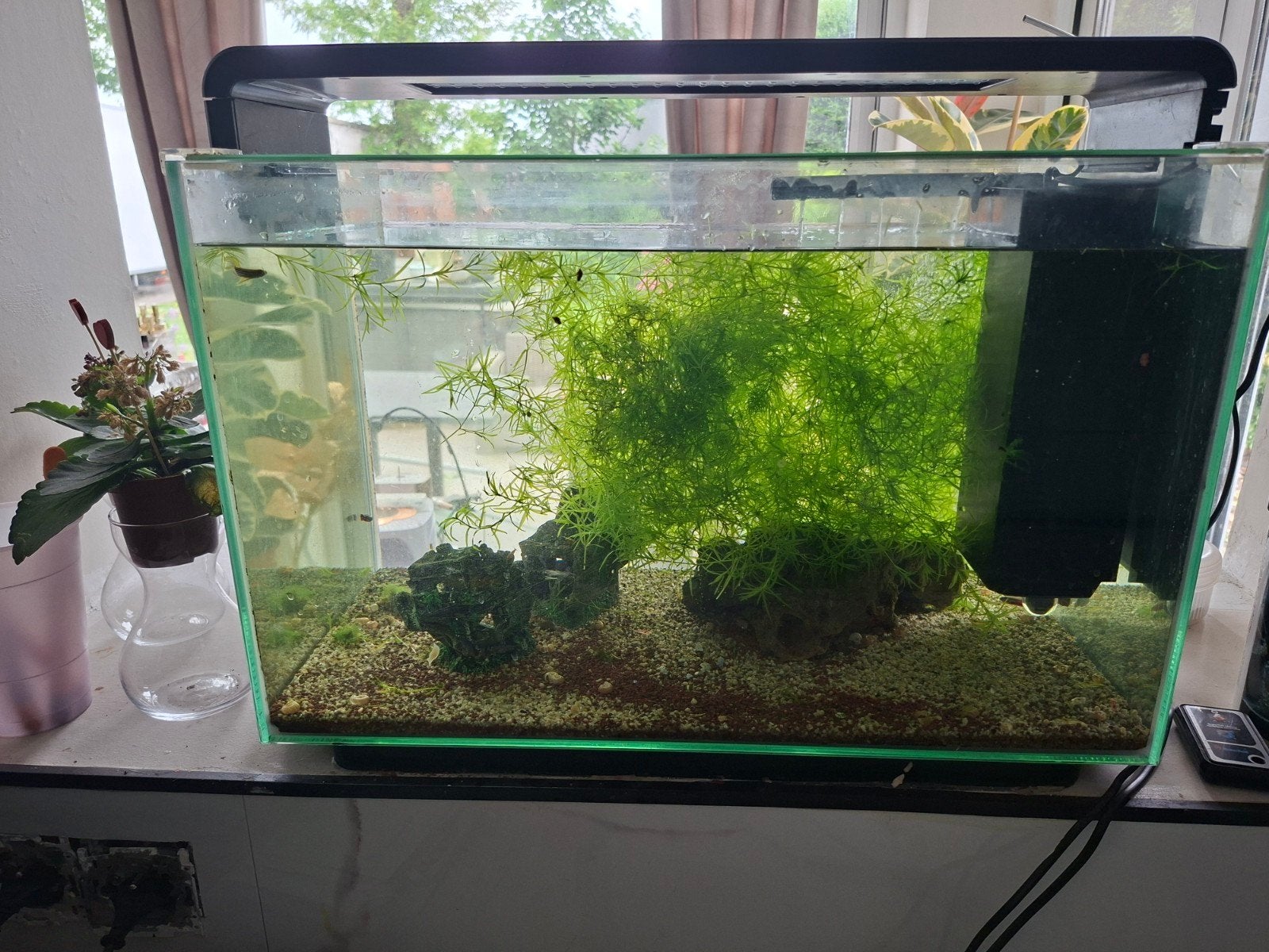 Visbak te koop, Dieren en Toebehoren, Ophalen