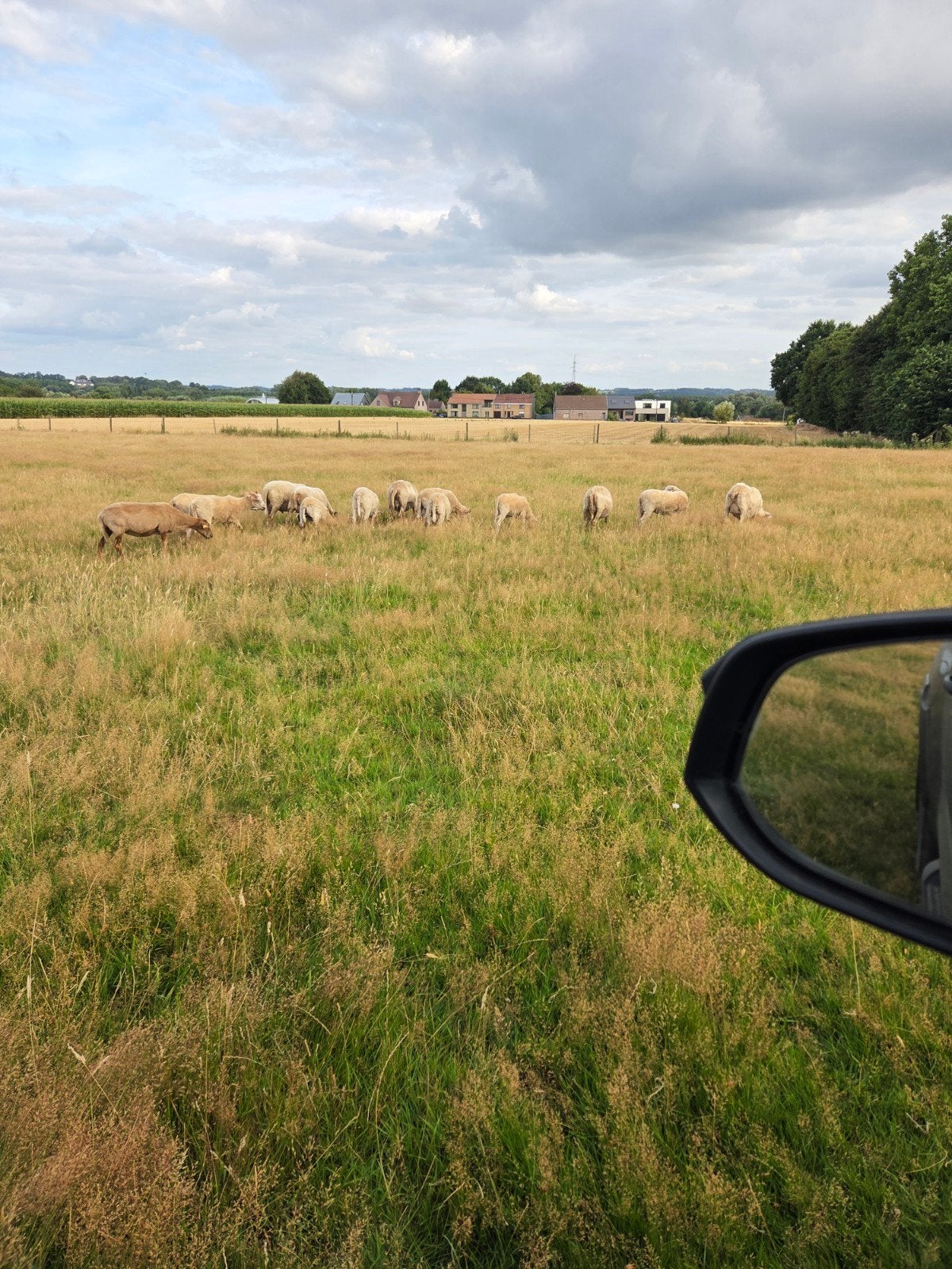 Trainingsschapen, Animaux & Accessoires, Moutons, Chèvres & Cochons