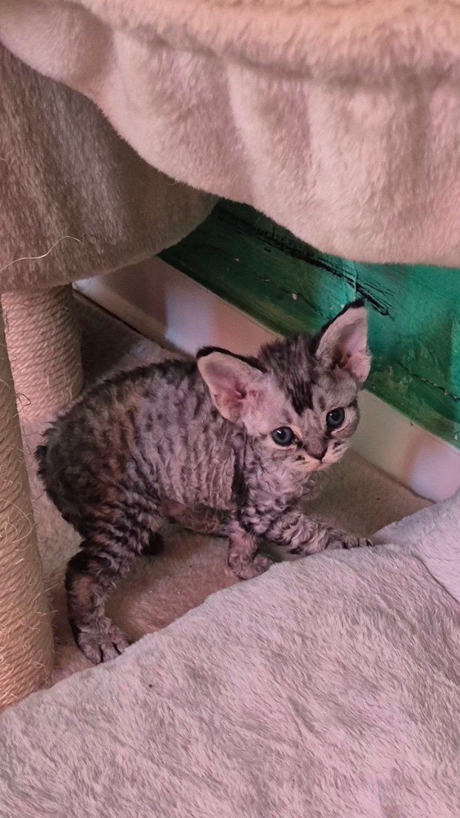Devon-Rex, Geslacht onbekend, Met stamboom, 0 tot 2 jaar