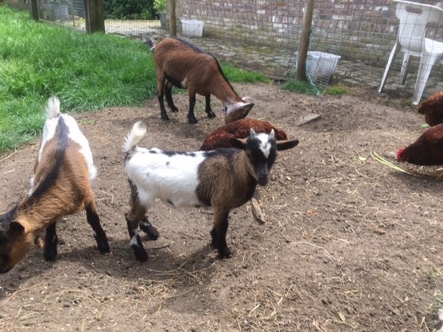bok geit, Dieren en Toebehoren, Schapen, Geiten en Varkens, Mannelijk, Geit, 0 tot 2 jaar