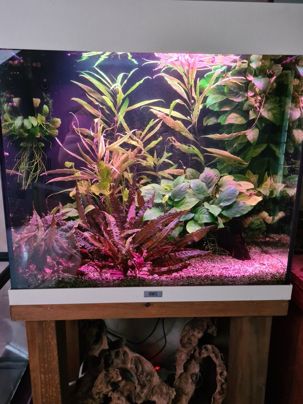 Aquarium, Enlèvement