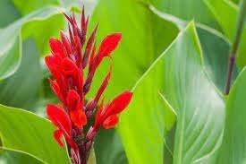 Canna of bloemriet, Tuin en Terras, Planten | Tuinplanten, Volle zon, Vaste plant, Zomer, Ophalen