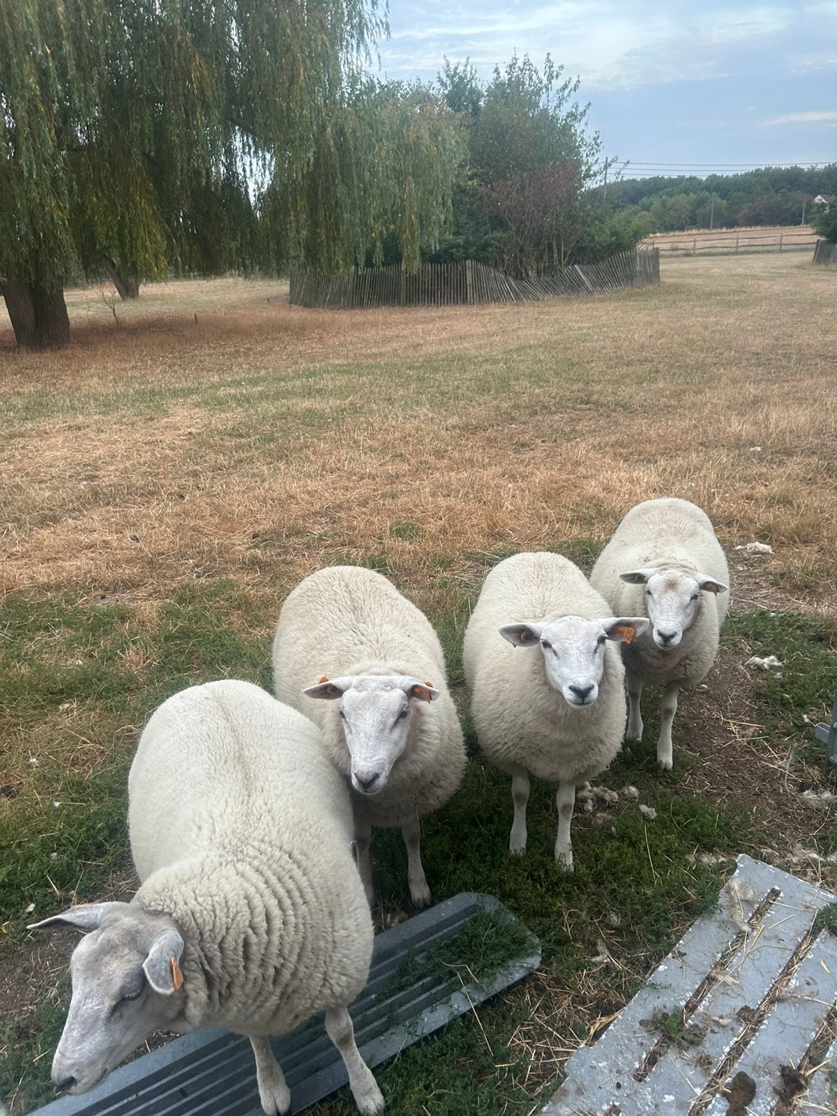 Ooilammeren, Animaux & Accessoires, Moutons, Chèvres & Cochons, Femelle, Mouton, 0 à 2 ans