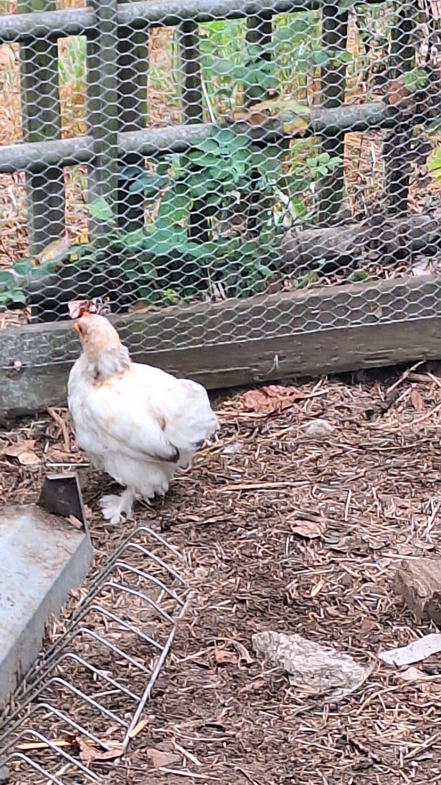 Cochin kriel haantje, Mâle, Poule ou poulet