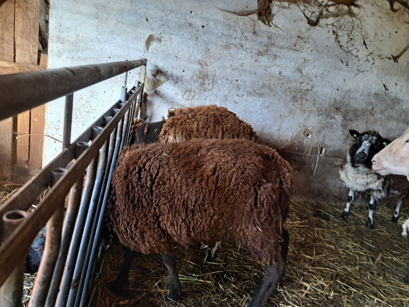 Zwarte ooi, Dieren en Toebehoren, Stalling en Weidegang