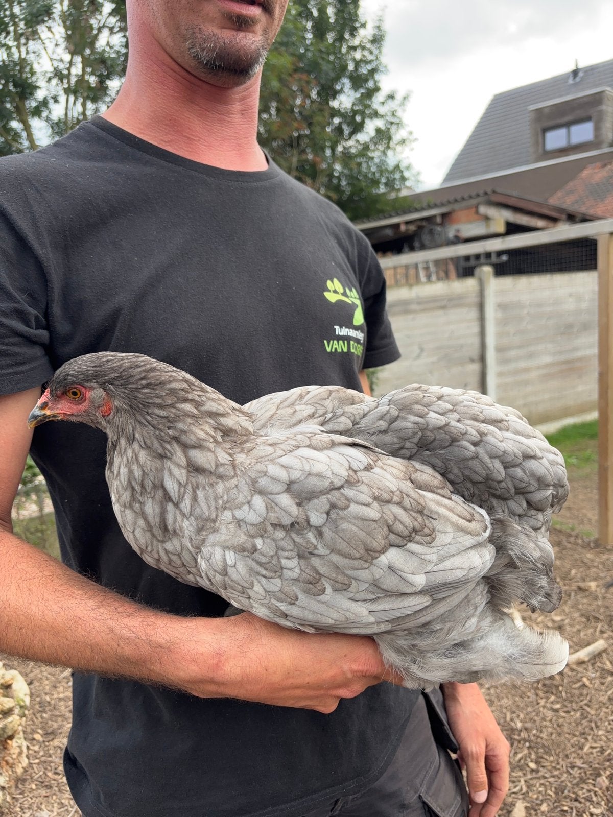 Brahma hen, Dieren en Toebehoren, Mannelijk, Kip