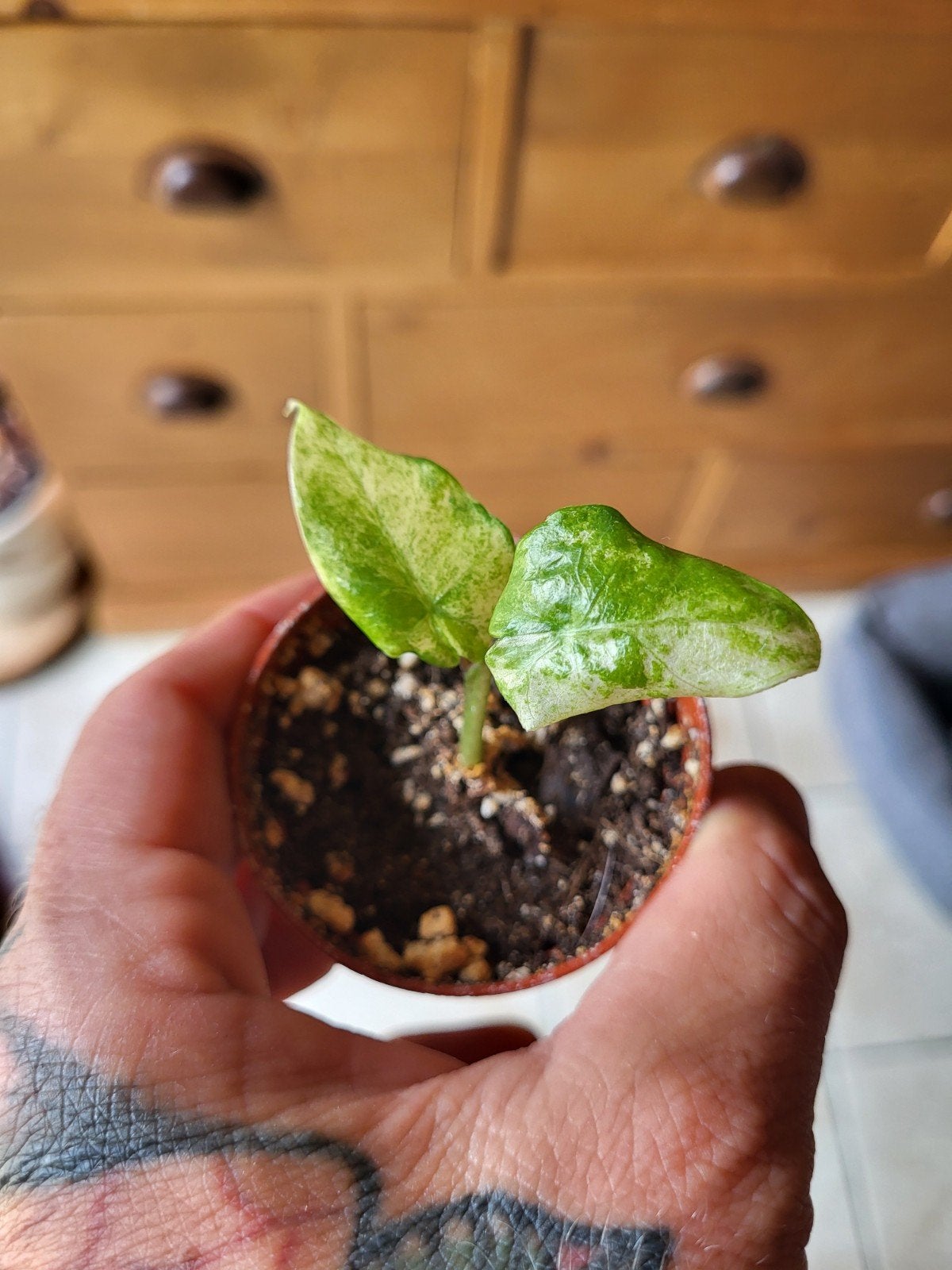Alocasia odora batik, Overige soorten, In pot, Minder dan 100 cm, Groene kamerplant