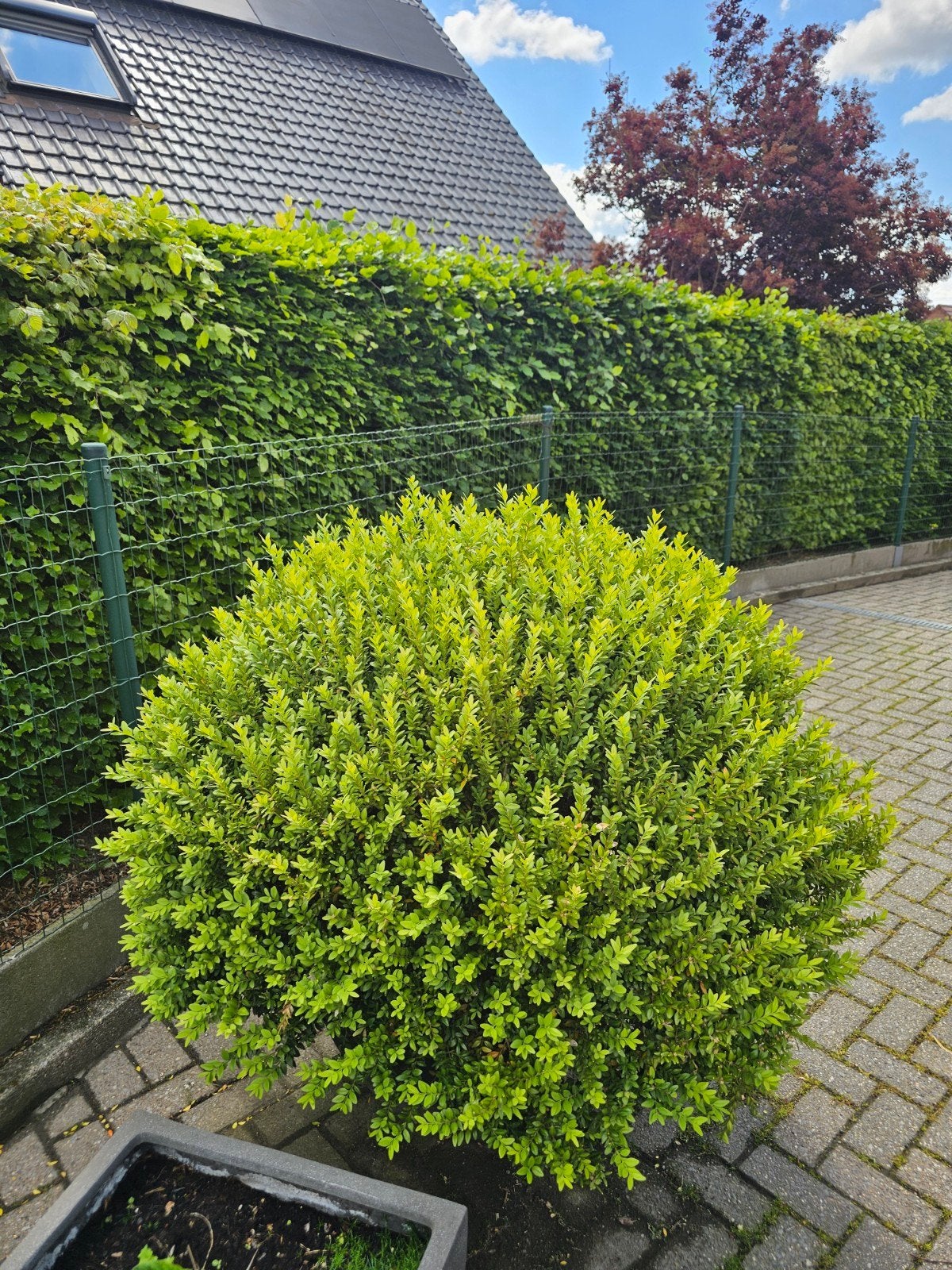 Buxus 110cm diameter, Ophalen, Buxus