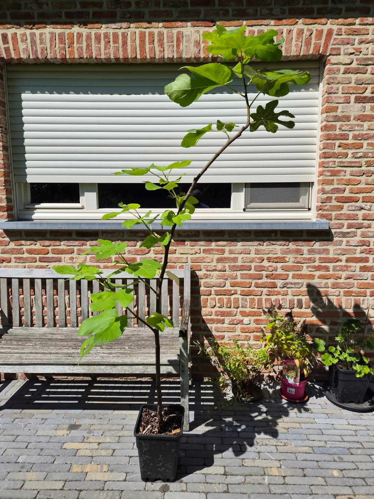 vijgenboom Galicia Negra 170 cm, Overige soorten, 100 tot 250 cm, Zomer, Ophalen