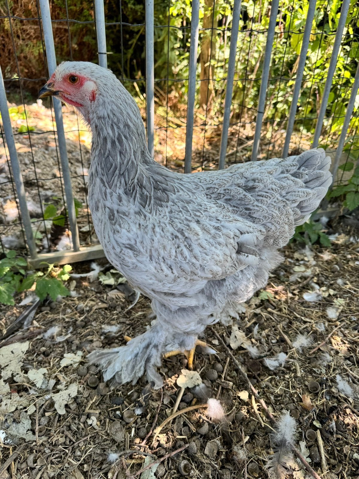 Trio Brahma, Animaux & Accessoires, Volatiles