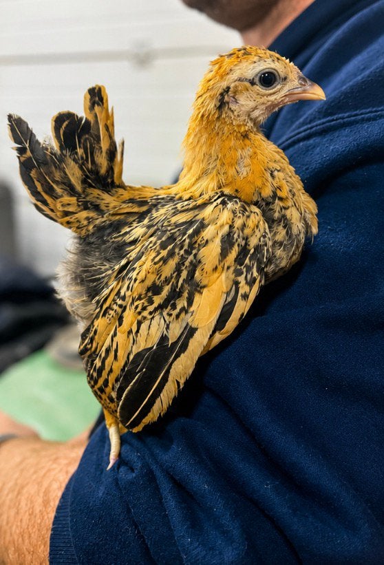 Serama kuikens verschillende leeftijden, Dieren en Toebehoren, Geslacht onbekend