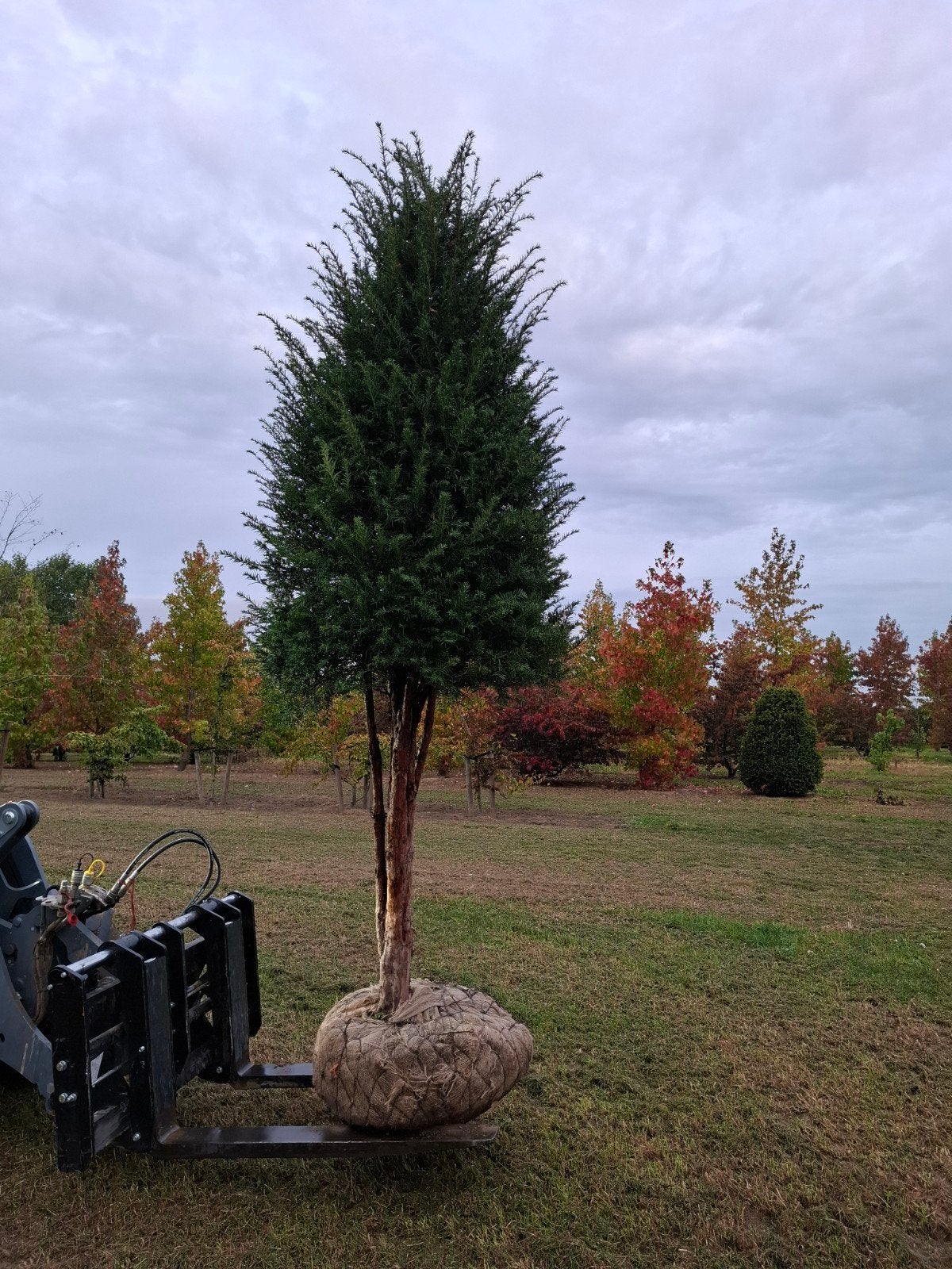 taxus, Ophalen