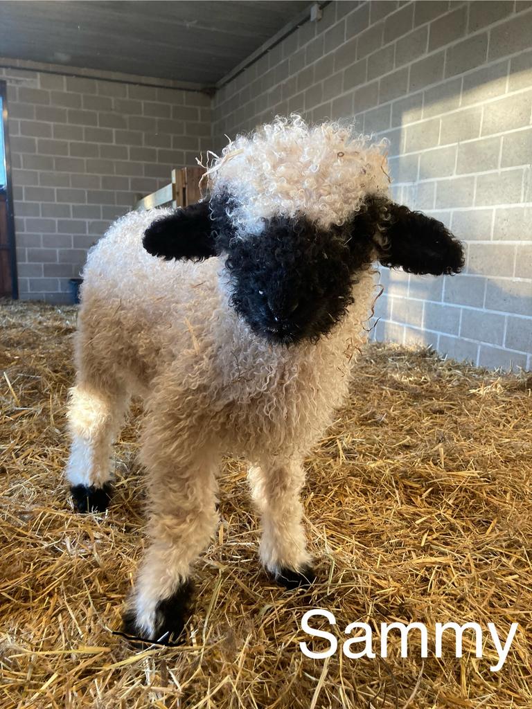 Sammy van ‘t Graanhof, ramlam, Walliser Schwarznase, Dieren en Toebehoren, Schapen, Geiten en Varkens, Schaap, Mannelijk, 0 tot 2 jaar