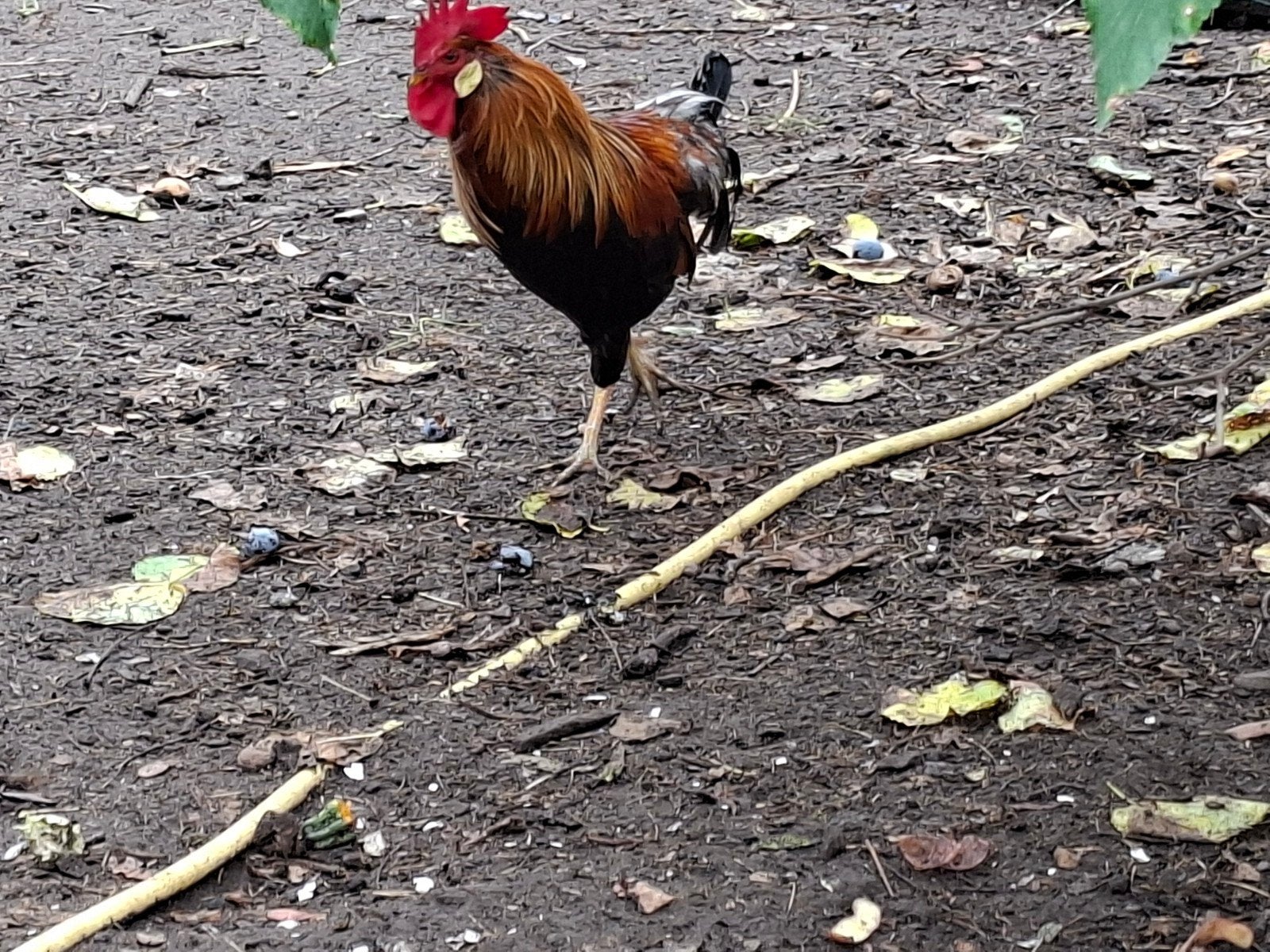 Leghorn haan goudpatrijs, Dieren en Toebehoren, Pluimvee
