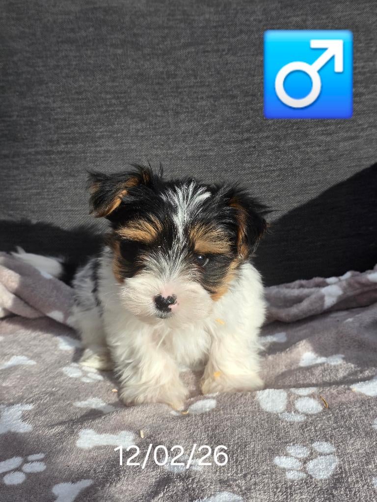 beaux chiots Biewer Yorkshire, Animaux & Accessoires, Chiens | Jack Russell & Terriers, Plusieurs animaux, Yorkshire Terrier, Éleveur | Professionnel