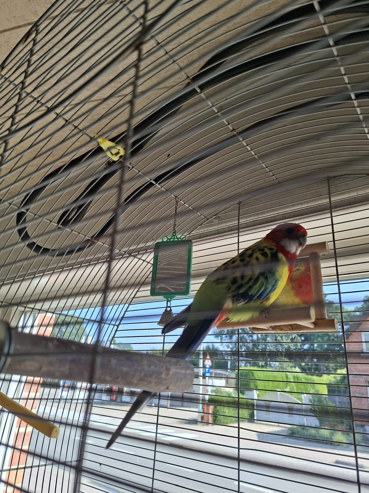 Vogels, Dieren en Toebehoren