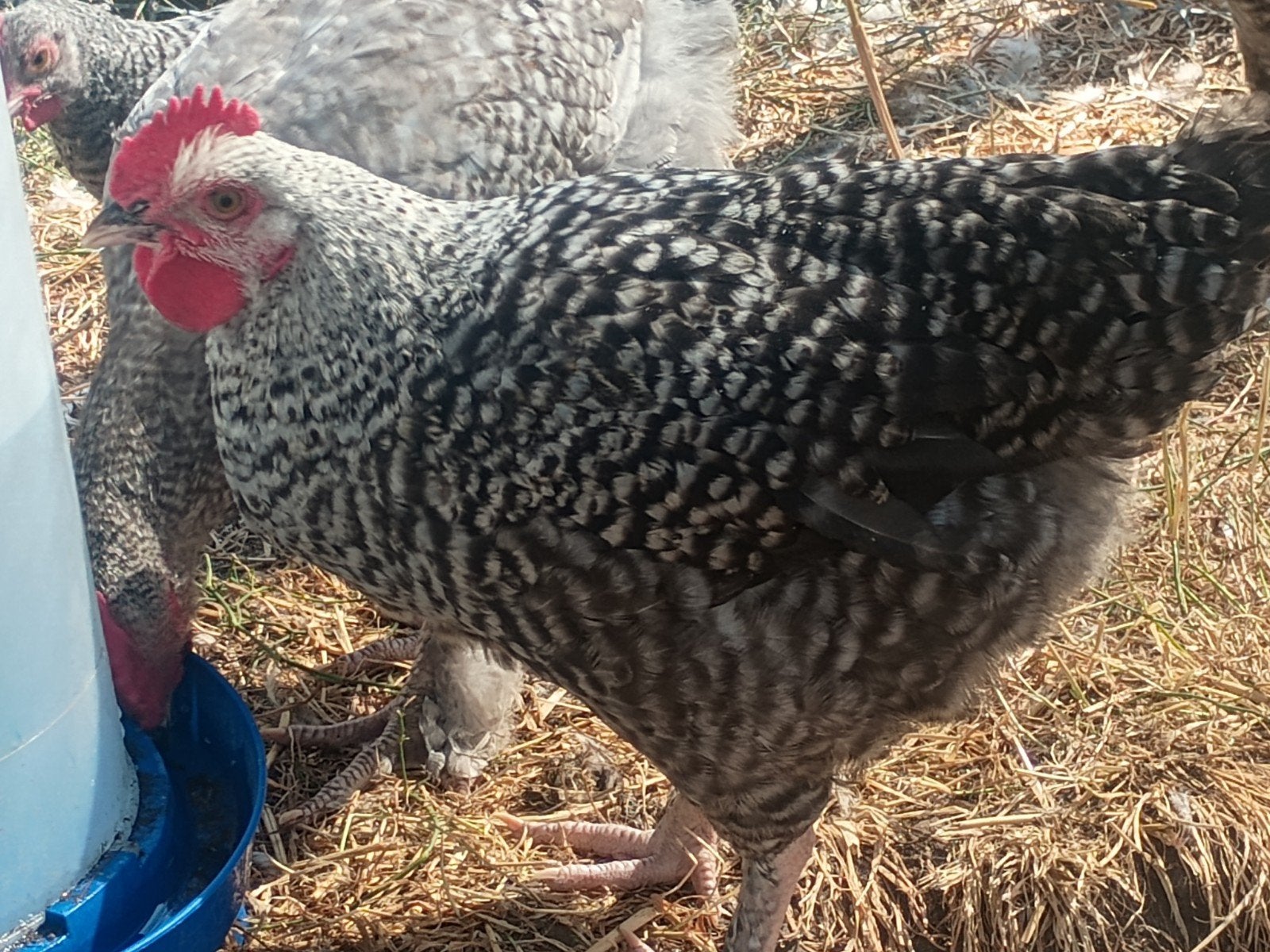 dek hanen hybride, Dieren en Toebehoren