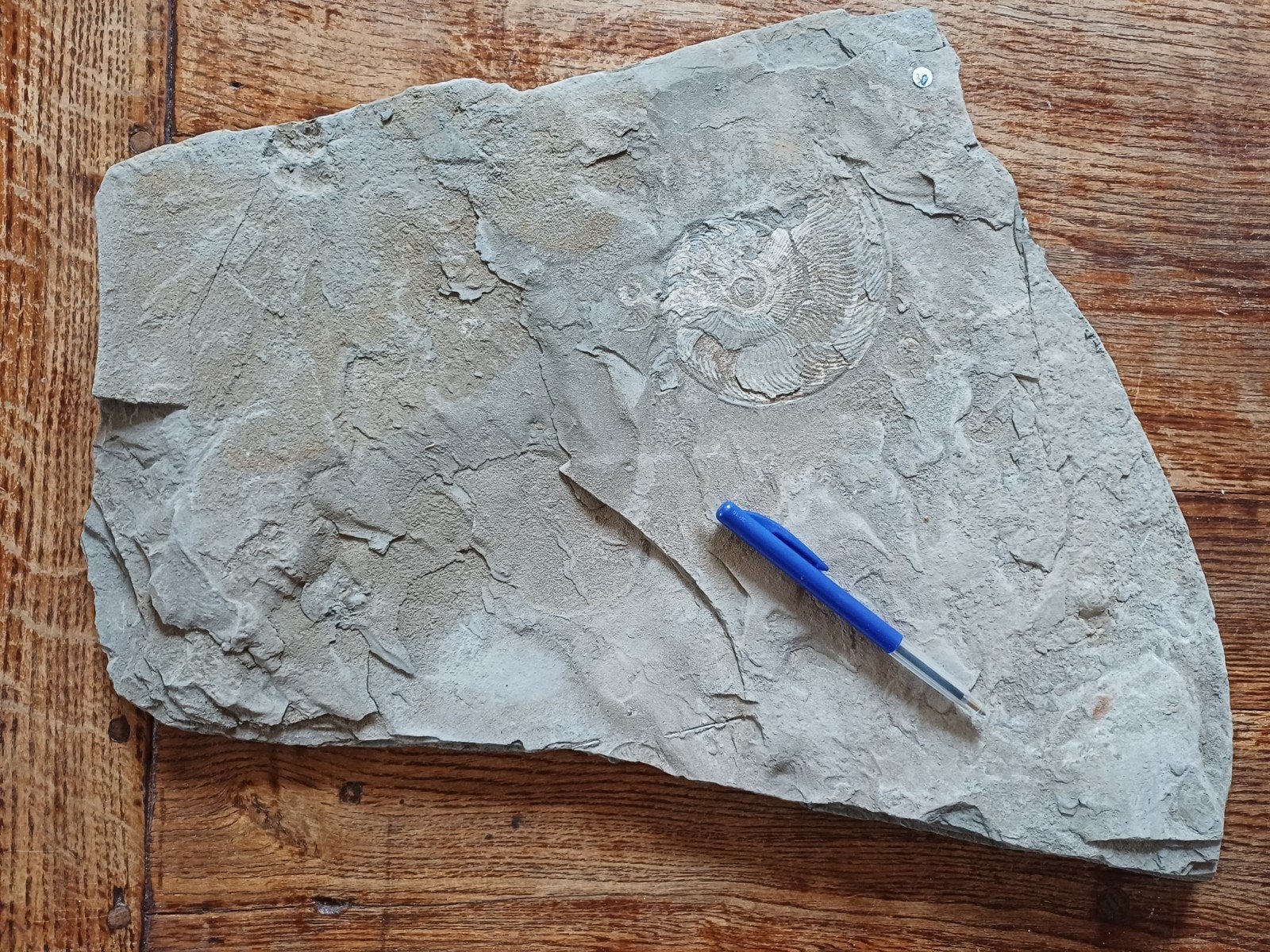 4 disques d'ammonites sur ardoise en provenance d'Allemagne, Enlèvement ou Envoi, Fossile