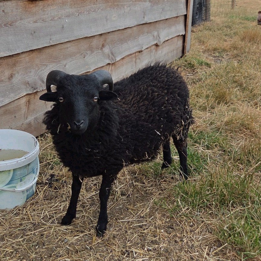 Schaap - Quessant Ram -2026, Dieren en Toebehoren, Mannelijk, Schaap, 0 tot 2 jaar
